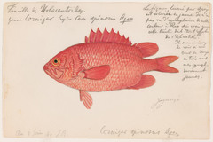Spinycheek Soldierfish photo 2