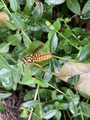 Paranthrene simulans