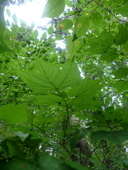 Alangium platanifolium