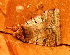 Diarsia esurialis
