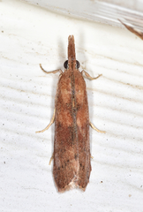 Macrorrhinia endonephele