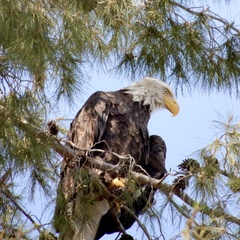 Haliaeetus leucocephalus