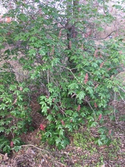 Aesculus pavia pavia