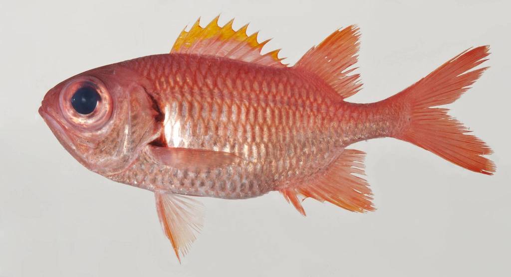 Earle's Soldierfish