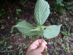Corylus sieboldiana sieboldiana