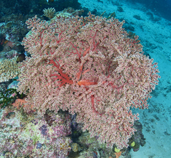 Chironephthya