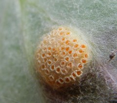 Puccinia poarum
