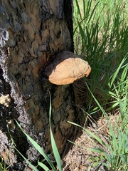 Fomitopsis schrenkii
