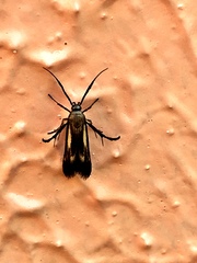 Eretmocera
