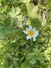 Caltha biflora