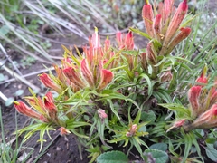 Castilleja moranensis