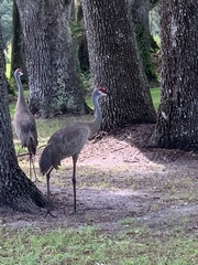 Grus canadensis image