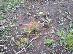 Castilleja moranensis