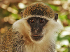 Chlorocebus aethiops