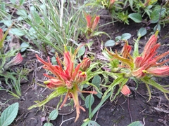 Castilleja moranensis