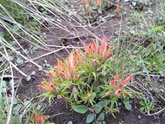 Castilleja moranensis