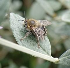 Anthophora quadrimaculata