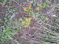 Castilleja moranensis