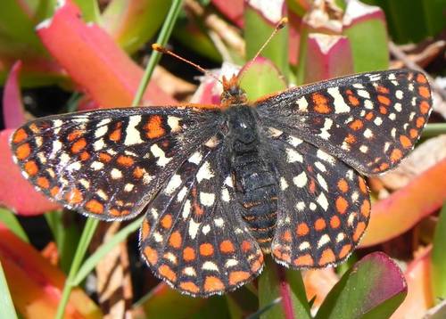 Edith's Checkerspot