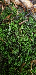 Hyocomium armoricum