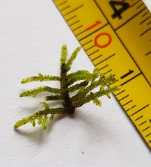 Hyocomium armoricum