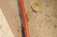 Digrammia muscariata