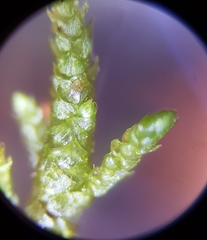 Hyocomium armoricum