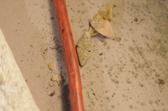 Digrammia muscariata