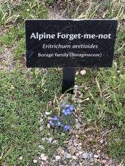 Eritrichium aretioides