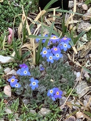 Eritrichium aretioides