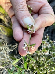 Astephanus triflorus