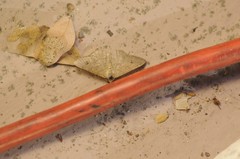 Digrammia muscariata