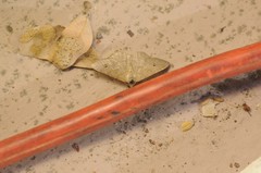 Digrammia muscariata