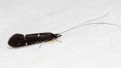 Athripsodes bilineatus