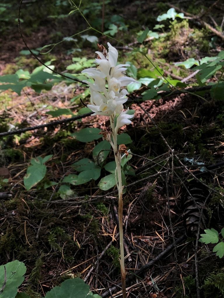 Cephalanthera austiniae