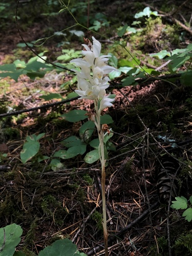 cephalanthera austiniae