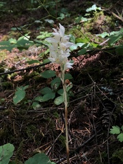 Helleborine (Cephalanthera)