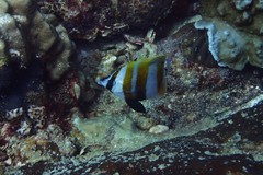 Chaetodontidae