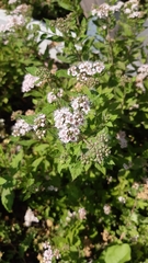 Spiraea japonica