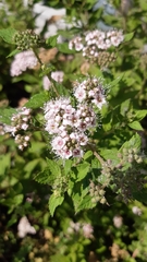 Spiraea japonica