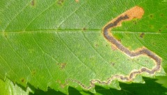 Stigmella apicialbella