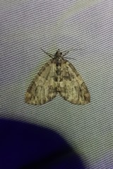 Hydriomena impluviata