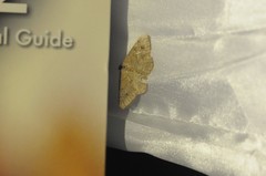 Digrammia muscariata