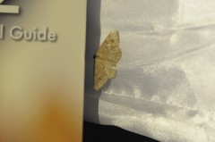 Digrammia muscariata