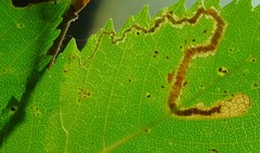 Stigmella apicialbella