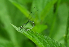 Coenagrion puella