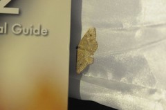 Digrammia muscariata