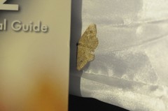 Digrammia muscariata