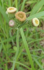 Erigeron primulifolius