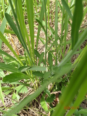 Erigeron primulifolius